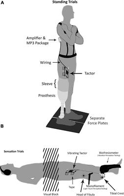 Frontiers | Subthreshold Vibration Influences Standing Balance but